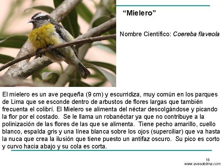 “Mielero” Nombre Científico: Coereba flaveola El mielero es un ave pequeña (9 cm) y