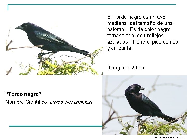 El Tordo negro es un ave mediana, del tamaño de una paloma. Es de