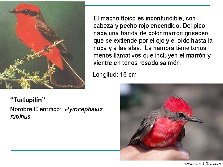 El macho típico es inconfundible, con cabeza y pecho rojo encendido. Del pico nace