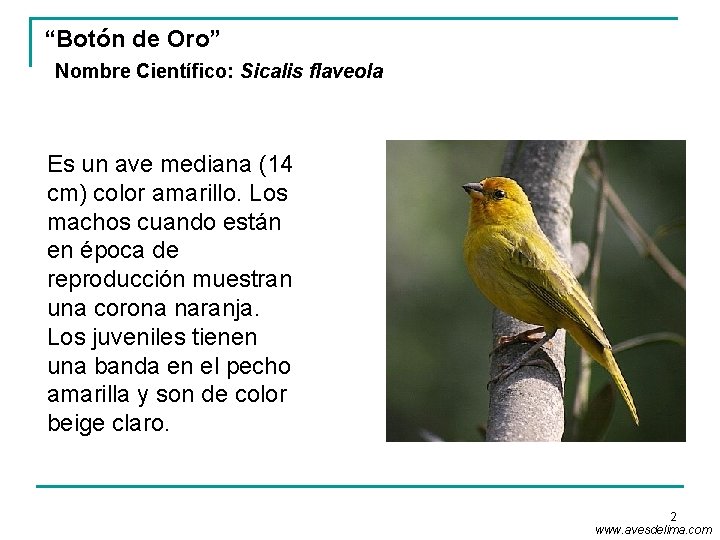 “Botón de Oro” Nombre Científico: Sicalis flaveola Es un ave mediana (14 cm) color