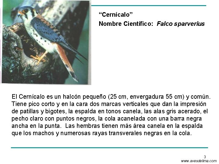 “Cernícalo” Nombre Científico: Falco sparverius El Cernícalo es un halcón pequeño (25 cm, envergadura