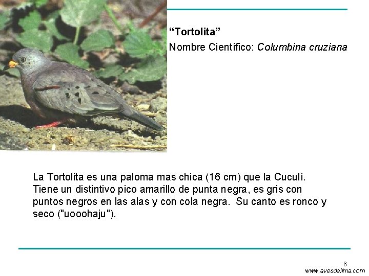 “Tortolita” Nombre Científico: Columbina cruziana La Tortolita es una paloma mas chica (16 cm)