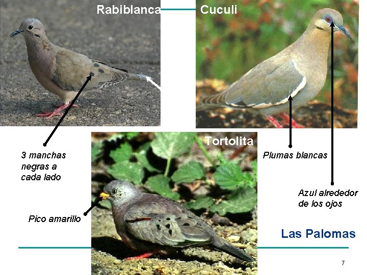 Rabiblanca Cuculi Tortolita 3 manchas negras a cada lado Plumas blancas Azul alrededor de