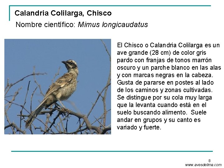 Calandria Colilarga, Chisco Nombre científico: Mimus longicaudatus El Chisco o Calandria Colilarga es un