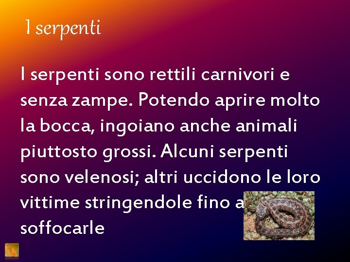 I serpenti sono rettili carnivori e senza zampe. Potendo aprire molto la bocca, ingoiano