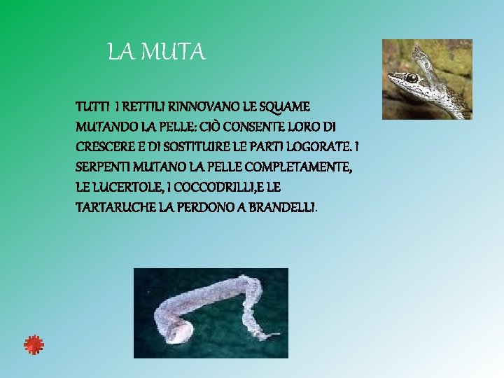 LA MUTA TUTTI I RETTILI RINNOVANO LE SQUAME MUTANDO LA PELLE: CIÒ CONSENTE LORO