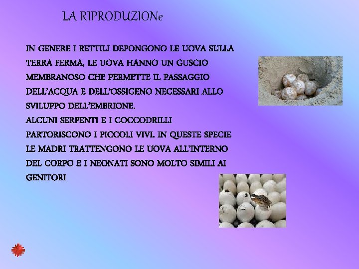 LA RIPRODUZIONe IN GENERE I RETTILI DEPONGONO LE UOVA SULLA TERRA FERMA, LE UOVA
