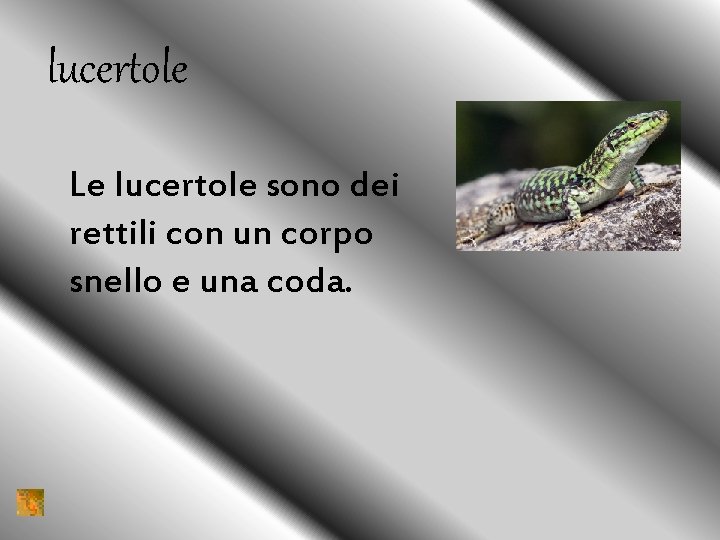 lucertole Le lucertole sono dei rettili con un corpo snello e una coda. 