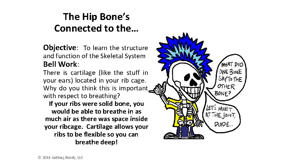 The Hip Bone’s Connected to the… Objective: To learn the structure and function of