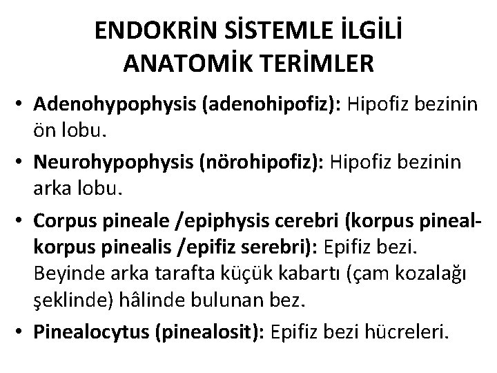 ENDOKRİN SİSTEMLE İLGİLİ ANATOMİK TERİMLER • Adenohypophysis (adenohipofiz): Hipofiz bezinin ön lobu. • Neurohypophysis