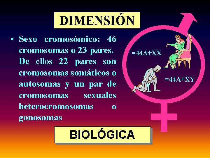 DIMENSIÓN • Sexo cromosómico: 46 cromosomas o 23 pares. De ellos 22 pares son DIMENSIÓN • Sexo cromosómico: 46 cromosomas o 23 pares. De ellos 22 pares son