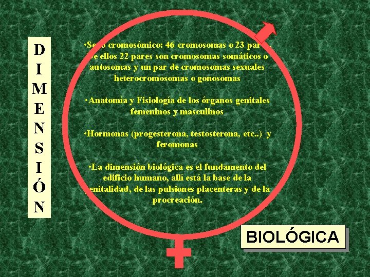 D I M E N S I Ó N • Sexo cromosómico: 46 cromosomas D I M E N S I Ó N • Sexo cromosómico: 46 cromosomas
