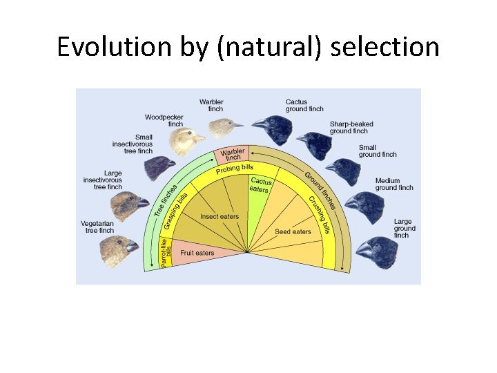Understanding the mechanisms of evolution natural selection and