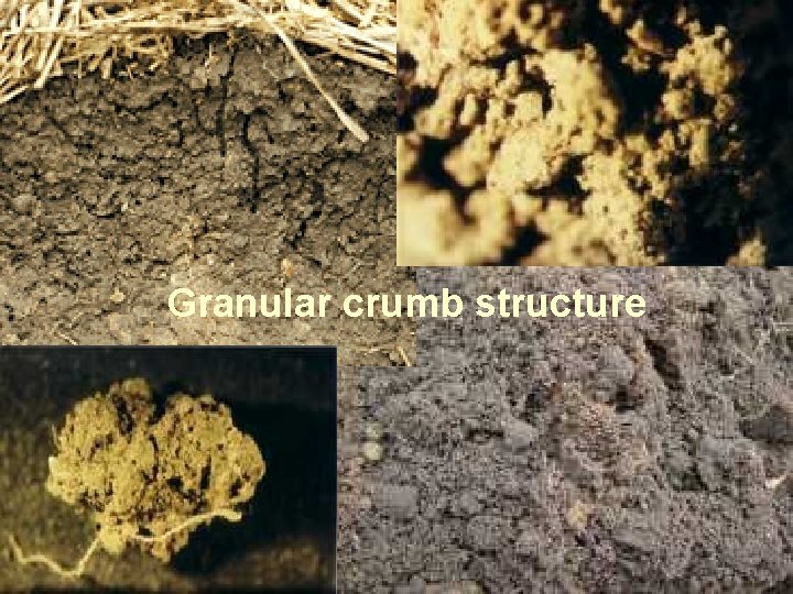 Granular crumb structure 