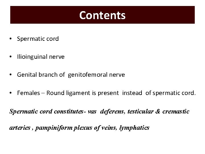 Contents • Spermatic cord • Ilioinguinal nerve • Genital branch of genitofemoral nerve •