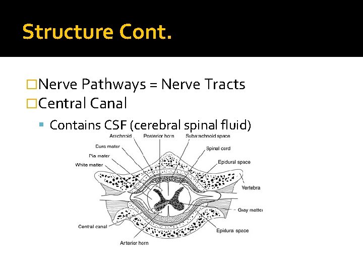 Structure Cont. �Nerve Pathways = Nerve Tracts �Central Canal Contains CSF (cerebral spinal fluid)