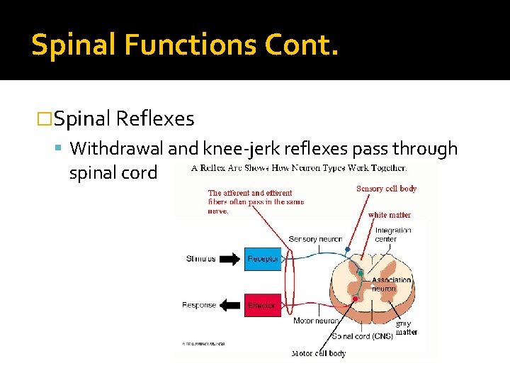 Spinal Functions Cont. �Spinal Reflexes Withdrawal and knee-jerk reflexes pass through spinal cord 