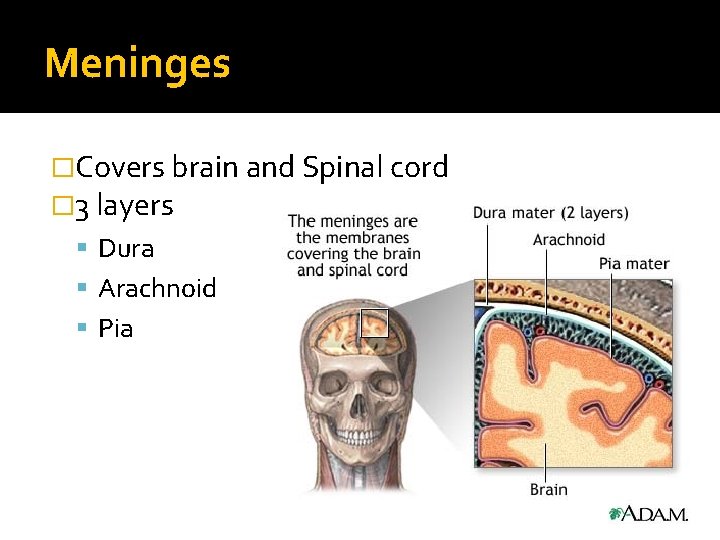 Meninges �Covers brain and Spinal cord � 3 layers Dura Arachnoid Pia 