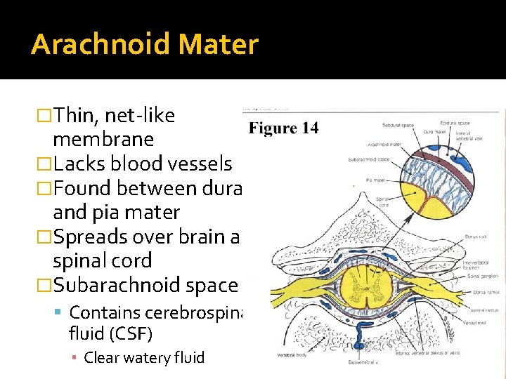 Arachnoid Mater �Thin, net-like membrane �Lacks blood vessels �Found between dura and pia mater