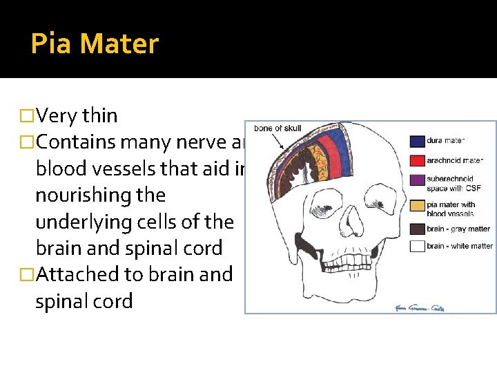 Pia Mater �Very thin �Contains many nerve and blood vessels that aid in nourishing