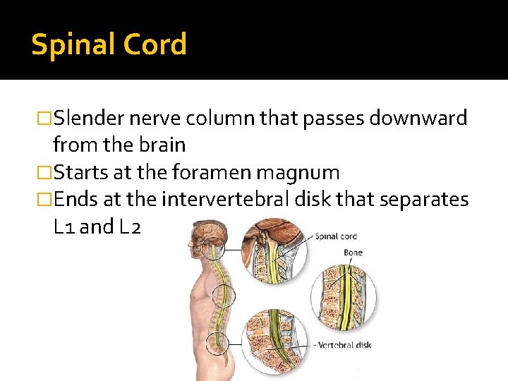 Spinal Cord �Slender nerve column that passes downward from the brain �Starts at the