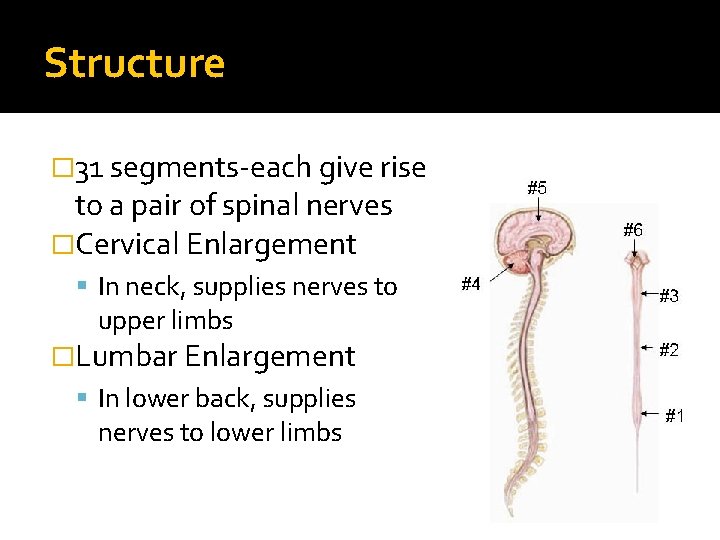 Structure � 31 segments-each give rise to a pair of spinal nerves �Cervical Enlargement