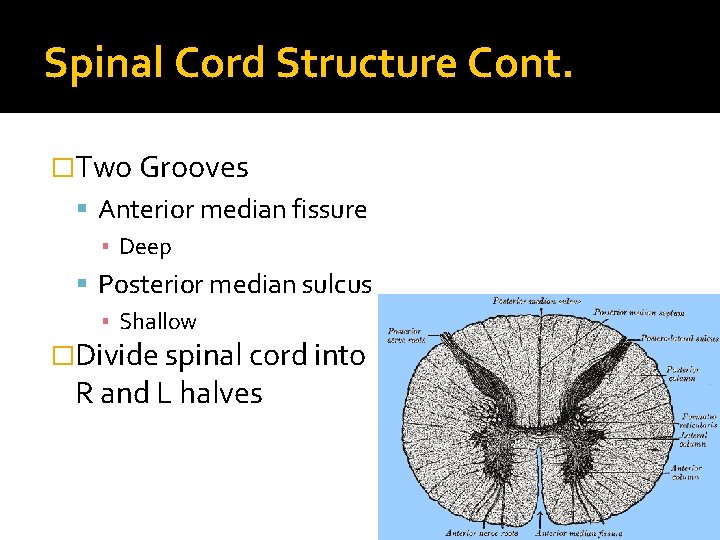 Spinal Cord Structure Cont. �Two Grooves Anterior median fissure ▪ Deep Posterior median sulcus