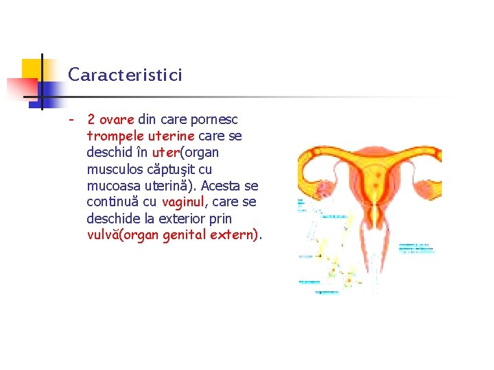 Caracteristici - 2 ovare din care pornesc trompele uterine care se deschid în uter(organ