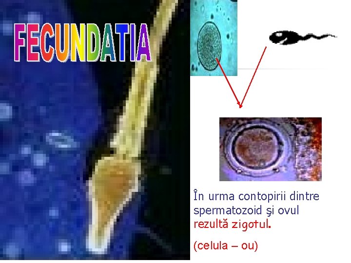 În urma contopirii dintre spermatozoid şi ovul rezultă zigotul. (celula – ou) 