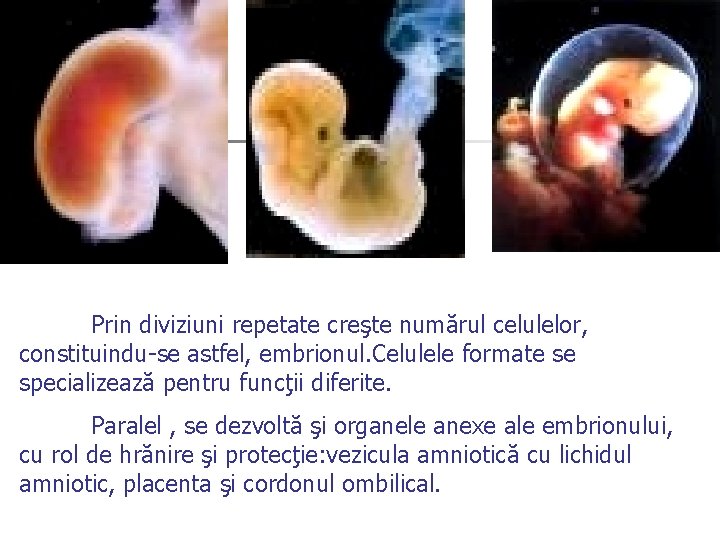 Prin diviziuni repetate creşte numărul celulelor, constituindu-se astfel, embrionul. Celulele formate se specializează pentru