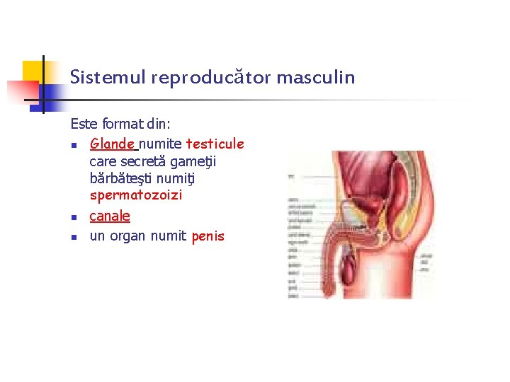Sistemul reproducător masculin Este format din: n Glande numite testicule care secretă gameţii bărbăteşti