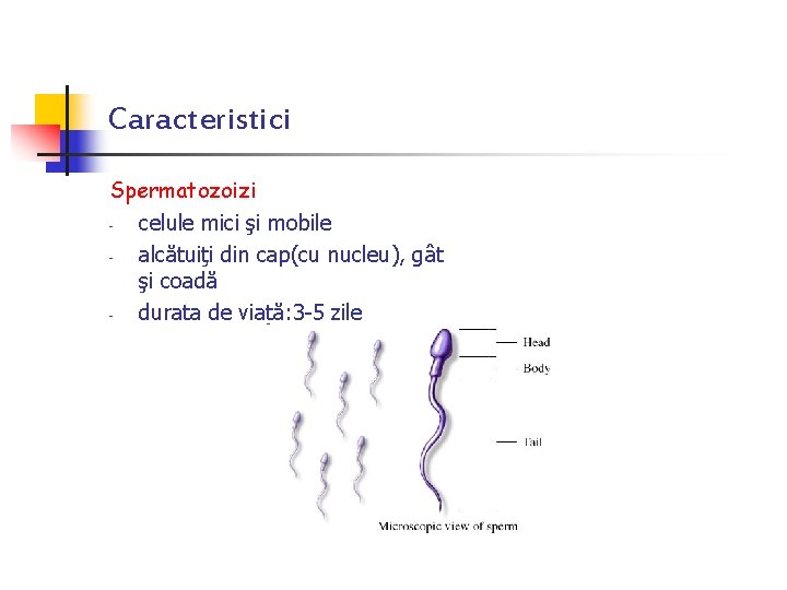 Caracteristici Spermatozoizi celule mici şi mobile alcătuiţi din cap(cu nucleu), gât şi coadă durata