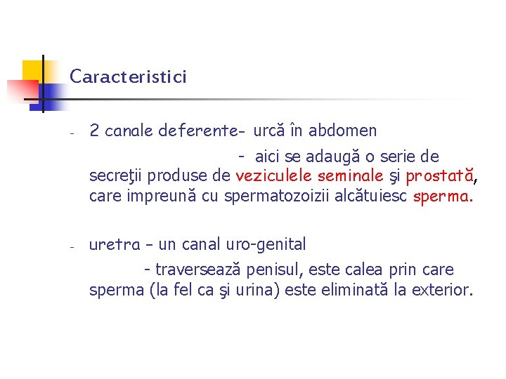 Caracteristici - 2 canale deferente- urcă în abdomen - aici se adaugă o serie