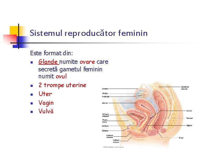 Sistemul reproducător feminin Este format din: n Glande numite ovare care secretă gametul feminin