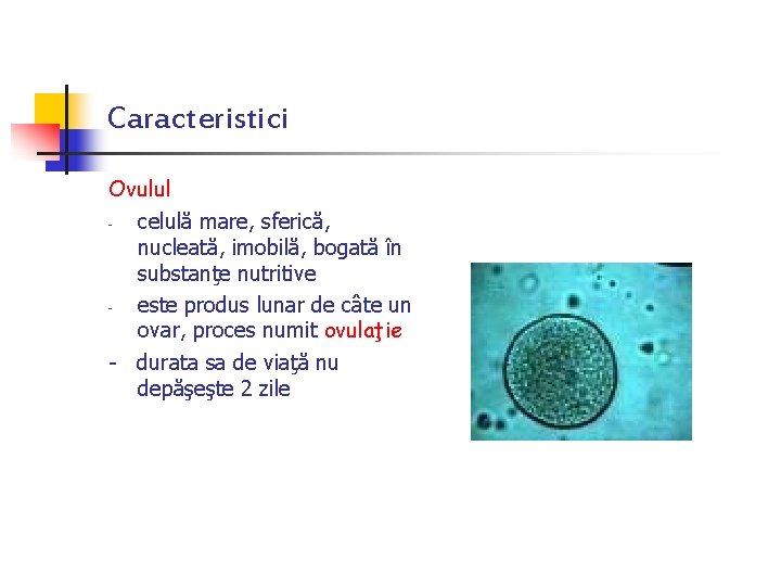 Caracteristici Ovulul celulă mare, sferică, nucleată, imobilă, bogată în substanţe nutritive este produs lunar