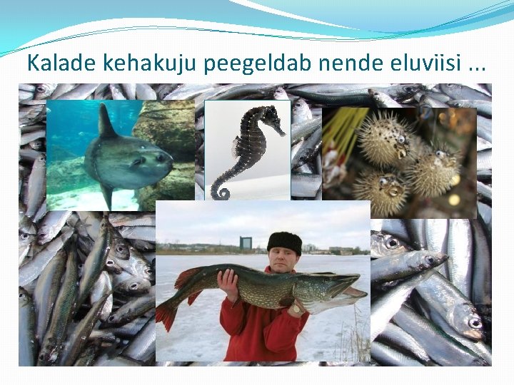 Kalade kehakuju peegeldab nende eluviisi. . . 