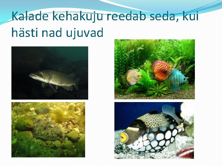 Kalade kehakuju reedab seda, kui hästi nad ujuvad 