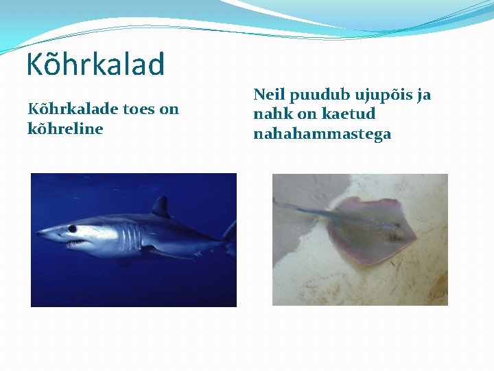 Kõhrkalade toes on kõhreline Neil puudub ujupõis ja nahk on kaetud nahahammastega 