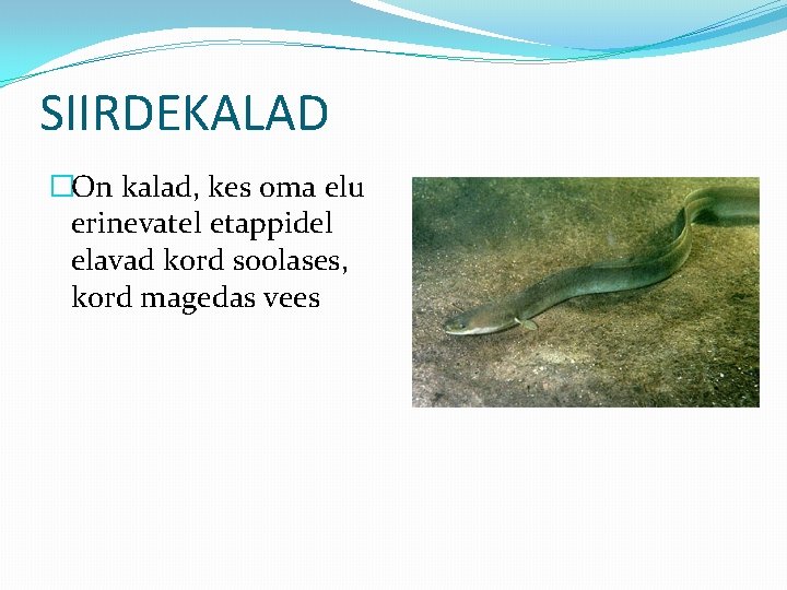 SIIRDEKALAD �On kalad, kes oma elu erinevatel etappidel elavad kord soolases, kord magedas vees