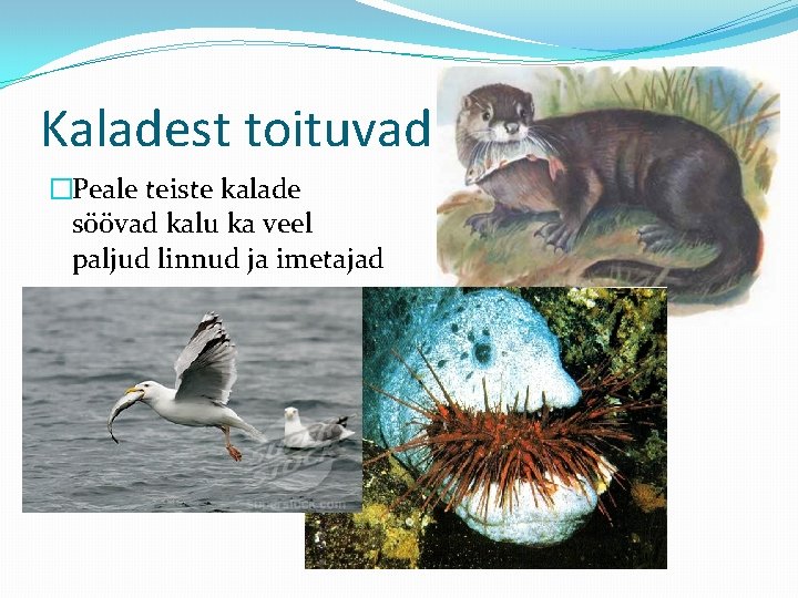 Kaladest toituvad �Peale teiste kalade söövad kalu ka veel paljud linnud ja imetajad 