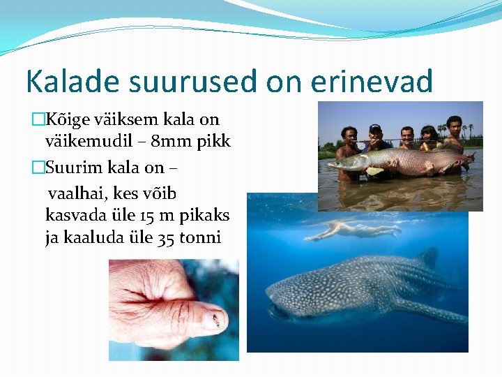 Kalade suurused on erinevad �Kõige väiksem kala on väikemudil – 8 mm pikk �Suurim