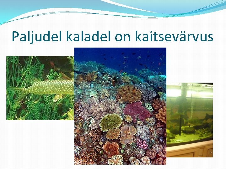 Paljudel kaladel on kaitsevärvus 