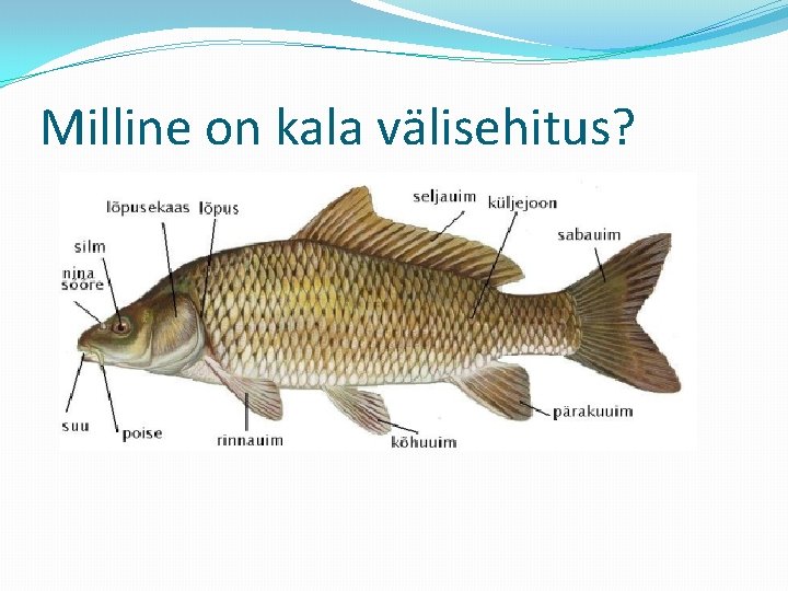 Milline on kala välisehitus? 