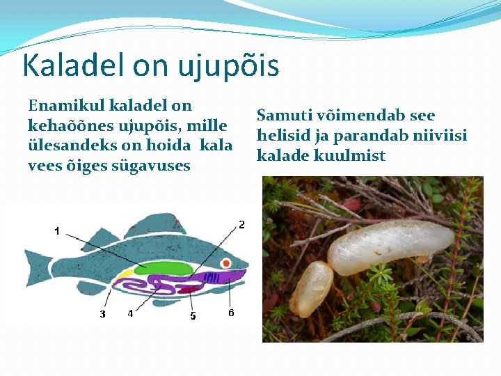 Kaladel on ujupõis Enamikul kaladel on kehaõõnes ujupõis, mille ülesandeks on hoida kala vees