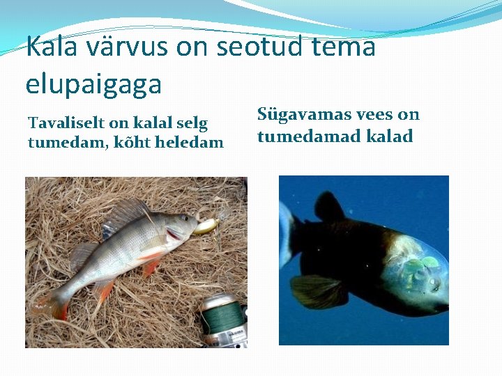 Kala värvus on seotud tema elupaigaga Tavaliselt on kalal selg tumedam, kõht heledam Sügavamas