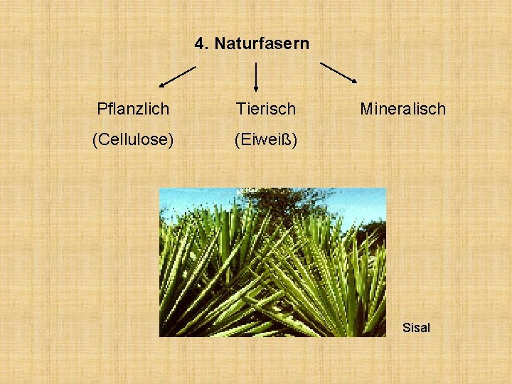 4. Naturfasern Pflanzlich Tierisch (Cellulose) (Eiweiß) Mineralisch Sisal 