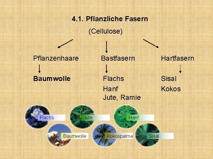 4. 1. Pflanzliche Fasern (Cellulose) Pflanzenhaare Bastfasern Hartfasern Baumwolle Flachs Hanf Jute, Ramie Sisal