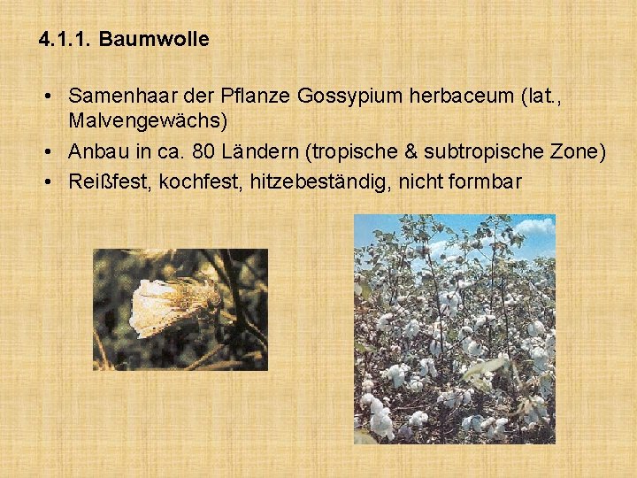 4. 1. 1. Baumwolle • Samenhaar der Pflanze Gossypium herbaceum (lat. , Malvengewächs) •