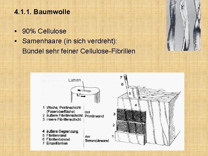 4. 1. 1. Baumwolle • 90% Cellulose • Samenhaare (in sich verdreht): Bündel sehr