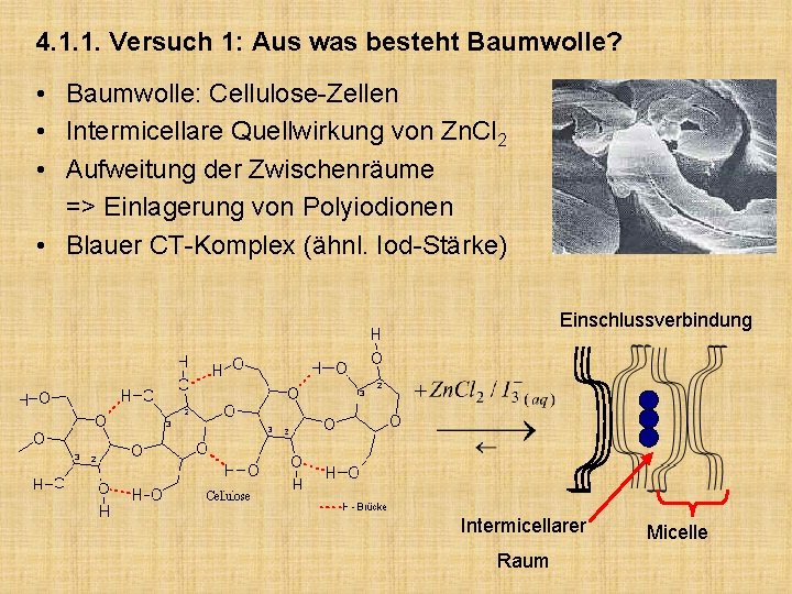 4. 1. 1. Versuch 1: Aus was besteht Baumwolle? • Baumwolle: Cellulose-Zellen • Intermicellare